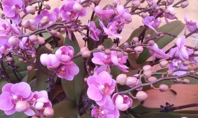 花言花语，鲜花与春节，绝配！ - 图画吧TUHUABA