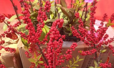 花言花语，鲜花与春节，绝配！ - 图画吧TUHUABA