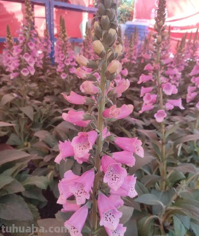 花言花语，鲜花与春节，绝配！ - 图画吧TUHUABA