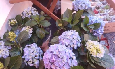 花言花语，鲜花与春节，绝配！ - 图画吧TUHUABA