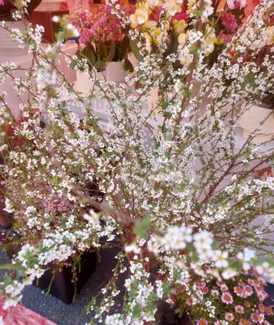 花言花语，鲜花与春节，绝配！ - 图画吧TUHUABA