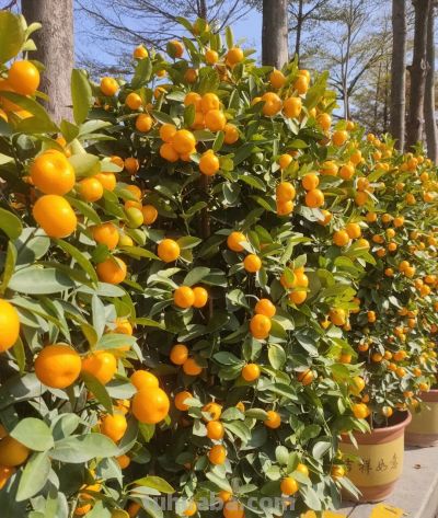 花言花语，鲜花与春节，绝配！ - 图画吧TUHUABA