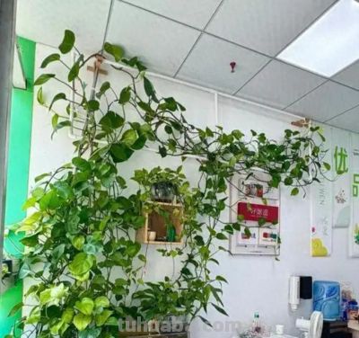 绿萝要想养得好！5个“笨办法”，叶油绿爬藤快 - 今日头条