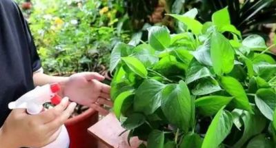 绿萝要想养得好！5个“笨办法”，叶油绿爬藤快 - 图画吧TUHUABA