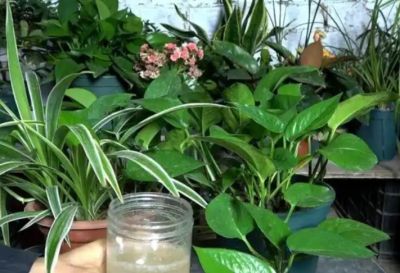 绿萝要想养得好！5个“笨办法”，叶油绿爬藤快 - 图画吧TUHUABA