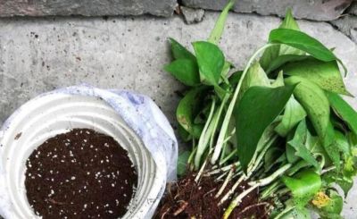 绿萝要想养得好！5个“笨办法”，叶油绿爬藤快 - 图画吧TUHUABA