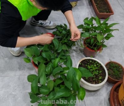 绿萝要想养得好！5个“笨办法”，叶油绿爬藤快 - 图画吧TUHUABA