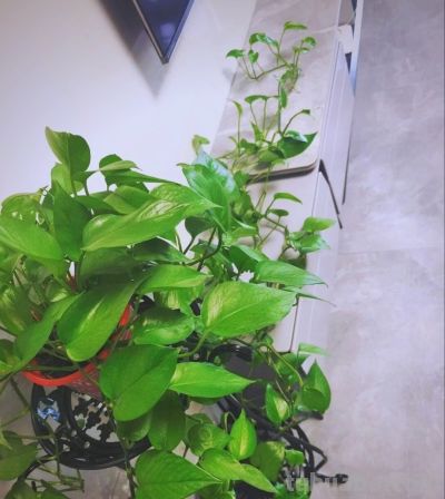 绿萝要想养得好！5个“笨办法”，叶油绿爬藤快 - 图画吧TUHUABA
