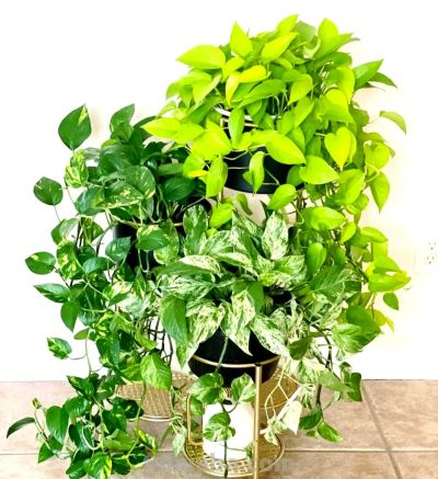 绿萝要想养得好！5个“笨办法”，叶油绿爬藤快 - 图画吧TUHUABA