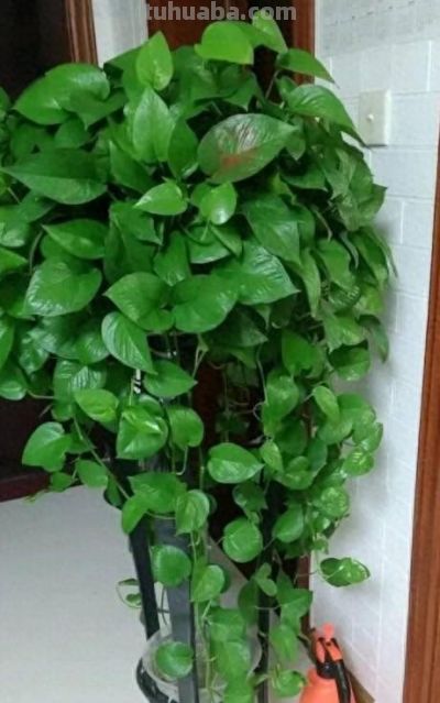 给绿萝“加点料”，打鸡血似的疯长，叶子肥大大，猛窜3米长！ - 图画吧TUHUABA