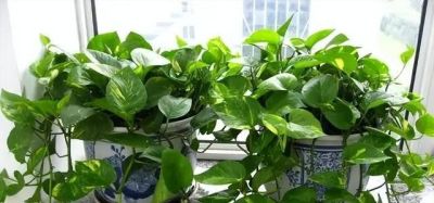 给绿萝“加点料”，打鸡血似的疯长，叶子肥大大，猛窜3米长！ - 图画吧TUHUABA