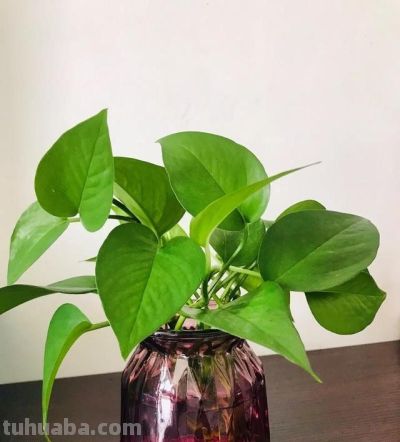 给绿萝“加点料”，打鸡血似的疯长，叶子肥大大，猛窜3米长！ - 图画吧TUHUABA