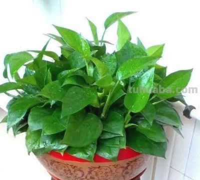 给绿萝“加点料”，打鸡血似的疯长，叶子肥大大，猛窜3米长！ - 图画吧TUHUABA