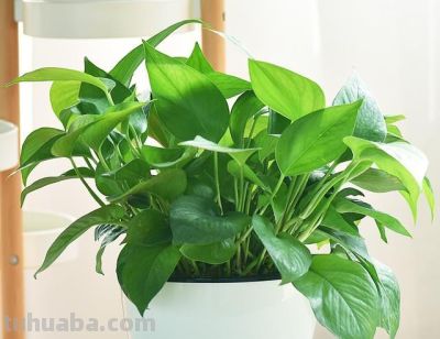 给绿萝“加点料”，打鸡血似的疯长，叶子肥大大，猛窜3米长！ - 图画吧TUHUABA