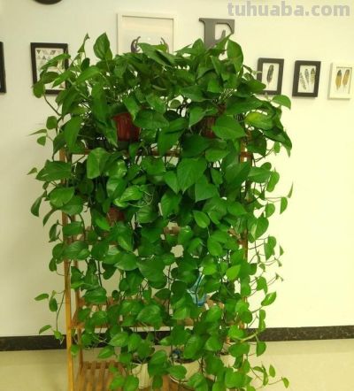 给绿萝“加点料”，打鸡血似的疯长，叶子肥大大，猛窜3米长！ - 图画吧TUHUABA