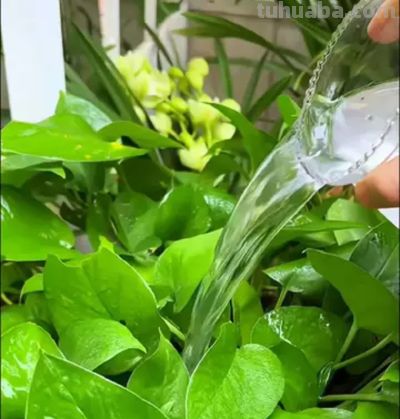 绿萝浇什么水长得快？4种水+1个技巧，叶油绿爬藤疯长 - 图画吧TUHUABA