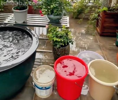 绿萝浇什么水长得快？4种水+1个技巧，叶油绿爬藤疯长 - 图画吧TUHUABA