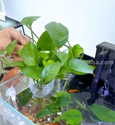 绿萝浇什么水长得快？4种水+1个技巧，叶油绿爬藤疯长 - 图画吧TUHUABA