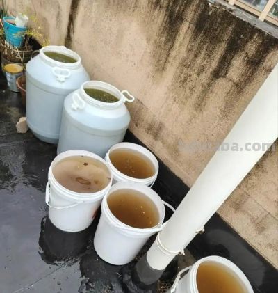 绿萝浇什么水长得快？4种水+1个技巧，叶油绿爬藤疯长 - 图画吧TUHUABA