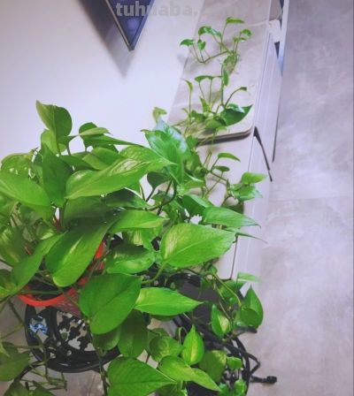 绿萝浇什么水长得快？4种水+1个技巧，叶油绿爬藤疯长 - 图画吧TUHUABA