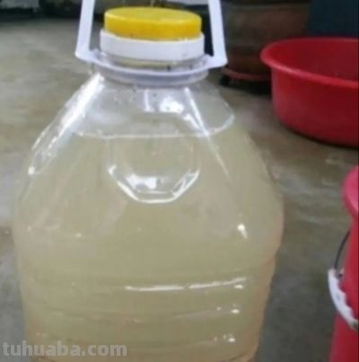 绿萝浇什么水长得快？4种水+1个技巧，叶油绿爬藤疯长 - 图画吧TUHUABA