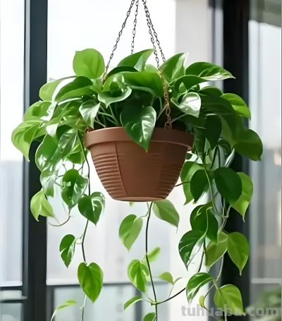 绿萝浇什么水长得快？4种水+1个技巧，叶油绿爬藤疯长 - 图画吧TUHUABA