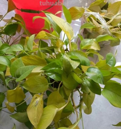 绿萝浇什么水长得快？4种水+1个技巧，叶油绿爬藤疯长 - 图画吧TUHUABA