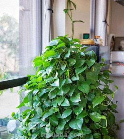 俗话说：“一个绿萝七个鬼”，啥意思？家里养绿萝一定要注意 - 图画吧TUHUABA