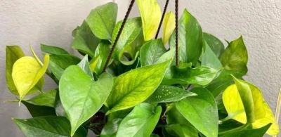 俗话说：“一个绿萝七个鬼”，啥意思？家里养绿萝一定要注意 - 图画吧TUHUABA