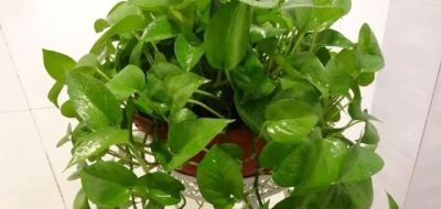 俗话说：“一个绿萝七个鬼”，啥意思？家里养绿萝一定要注意 - 图画吧TUHUABA