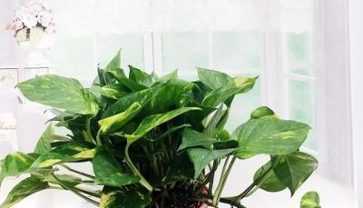 俗话说：“一个绿萝七个鬼”，啥意思？家里养绿萝一定要注意 - 图画吧TUHUABA