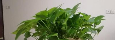 绿萝过完冬“发黄稀少”，半月喂它一片药，叶子浓密油亮爆满盆 - 图画吧TUHUABA