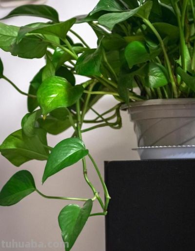 绿萝过完冬“发黄稀少”，半月喂它一片药，叶子浓密油亮爆满盆 - 图画吧TUHUABA