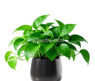 一天介绍一种植物｜绿萝：爬藤好养的“空气净化器”，沾水就活 - 图画吧TUHUABA