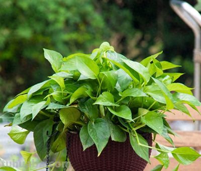 一天介绍一种植物｜绿萝：爬藤好养的“空气净化器”，沾水就活 - 今日头条