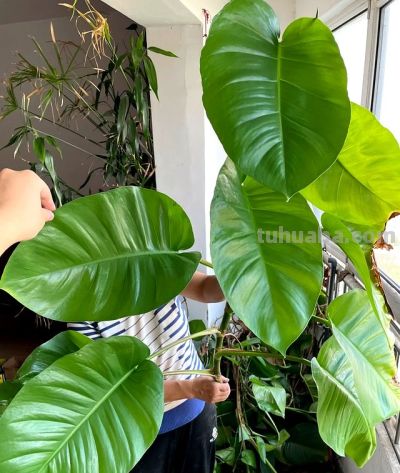 男子阳台上养绿萝，长成“六亲不认”的样子，网友：物大成精了~ - 图画吧TUHUABA