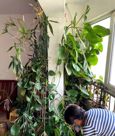 男子阳台上养绿萝，长成“六亲不认”的样子，网友：物大成精了~ - 图画吧TUHUABA