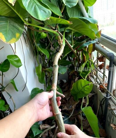 男子阳台上养绿萝，长成“六亲不认”的样子，网友：物大成精了~ - 图画吧TUHUABA