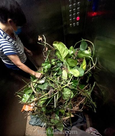 男子阳台上养绿萝，长成“六亲不认”的样子，网友：物大成精了~ - 图画吧TUHUABA