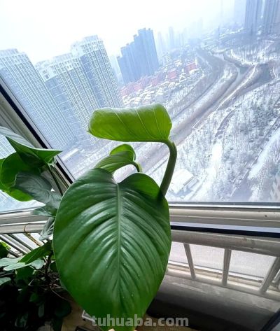 男子阳台上养绿萝，长成“六亲不认”的样子，网友：物大成精了~ - 图画吧TUHUABA