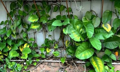 男子阳台上养绿萝，长成“六亲不认”的样子，网友：物大成精了~ - 图画吧TUHUABA