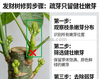 养发财树，别只浇水！定期“剪1刀”，不徒长不黄叶，越剪越大气 - 图画吧TUHUABA