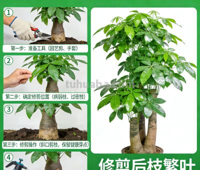 养发财树，别只浇水！定期“剪1刀”，不徒长不黄叶，越剪越大气 - 图画吧TUHUABA
