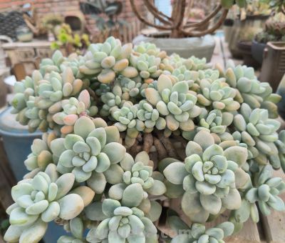 分享几款美美的多肉，附详细资料 - 今日头条