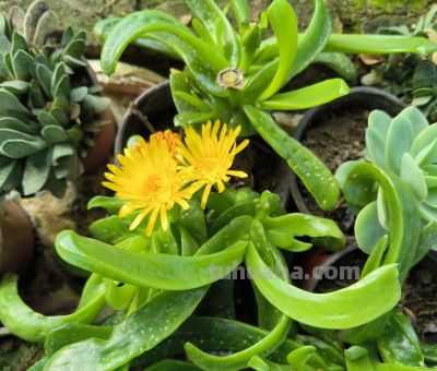 分享几款美美的多肉，附详细资料 - 图画吧TUHUABA