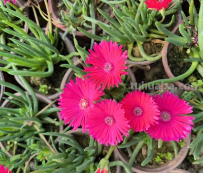 分享几款美美的多肉，附详细资料 - 图画吧TUHUABA