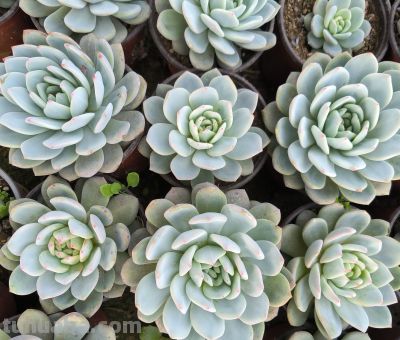 分享几款美美的多肉，附详细资料 - 图画吧TUHUABA