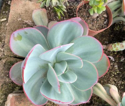 分享几款美美的多肉，附详细资料 - 图画吧TUHUABA