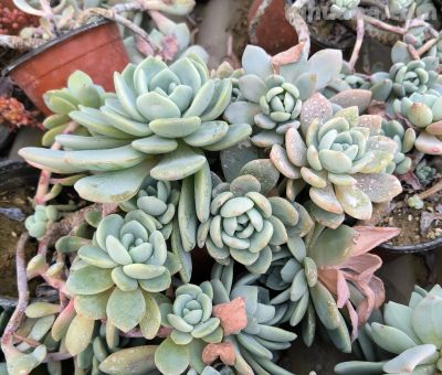 分享几款美美的多肉，附详细资料 - 图画吧TUHUABA