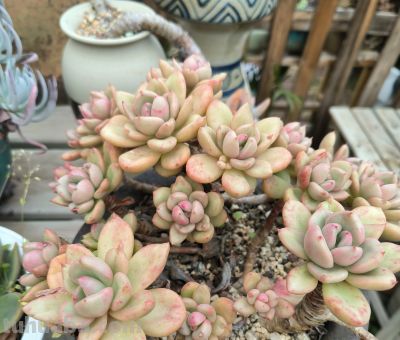 分享几款美美的多肉，附详细资料 - 图画吧TUHUABA